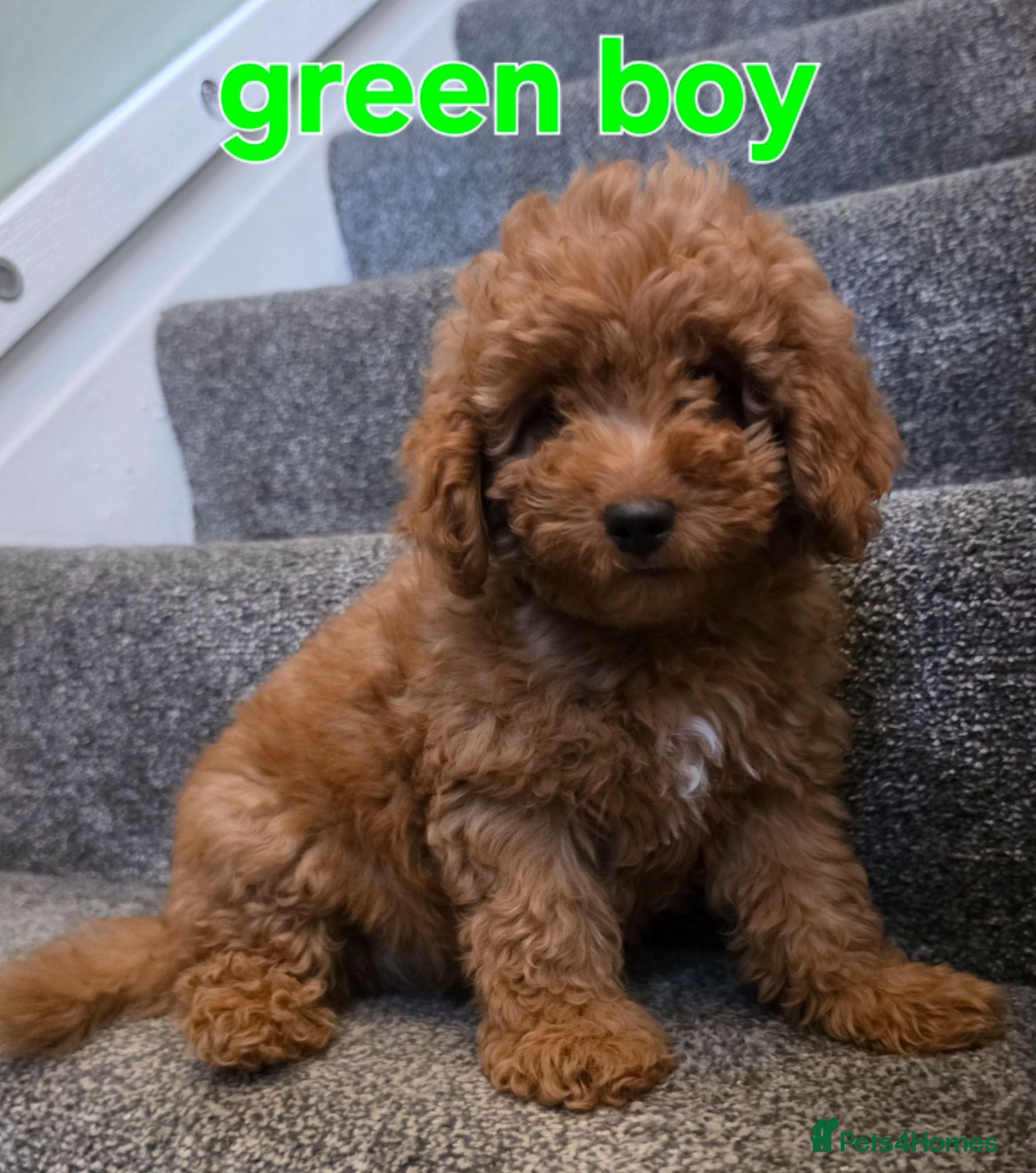 Maltipoo dogs 🐶ready to leave now🐶 3 maltipoo pups left🐶  - Advert 3