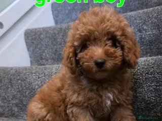 Maltipoo dogs 🐶ready to leave now🐶 3 maltipoo pups left🐶 - Advert 3