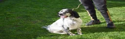 English Setter dogs for adoption: Koi   - Advert 7