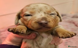 Dachshund dogs for sale: Isabella Dapple Dachshund Puppies - Advert 28