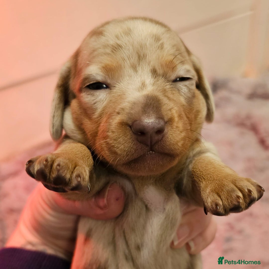 Dachshund dogs for sale: Isabella Dapple Dachshund Puppies - Advert 28