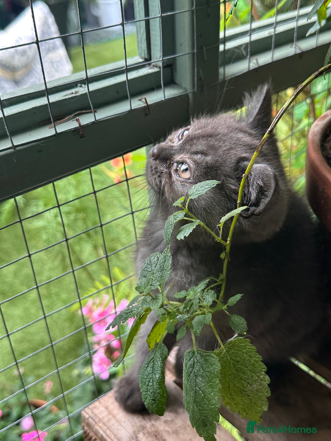 British Shorthair cats for sale: GORGEOUS BSH KITTENS in Oldham - Image 8