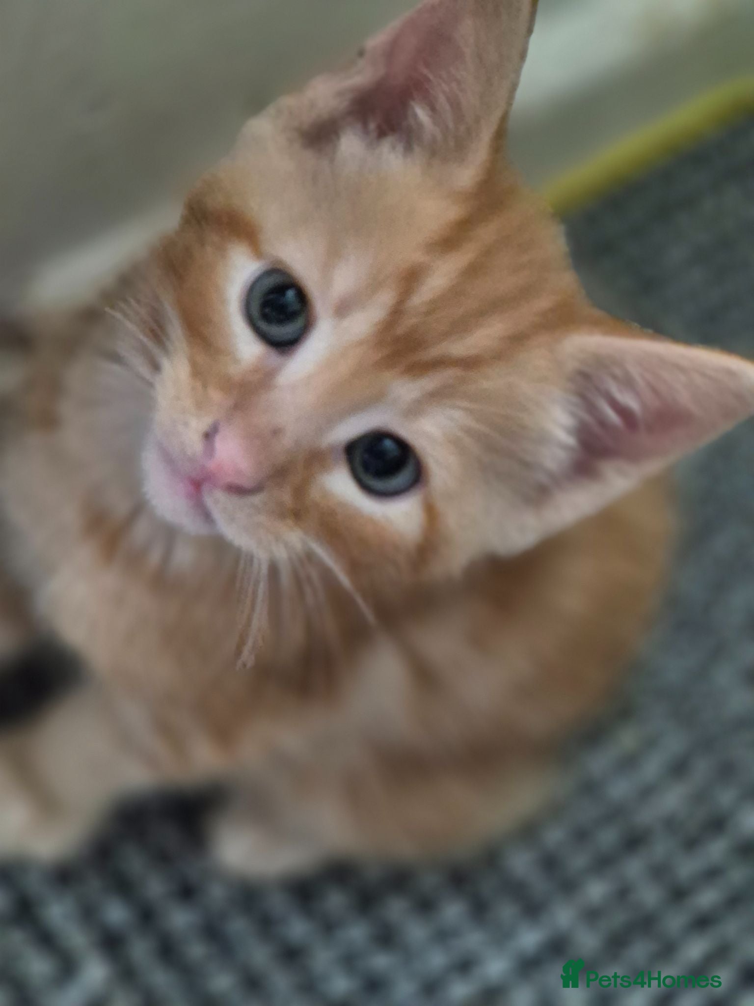 Mixed Breed cats Kittens - Advert 2