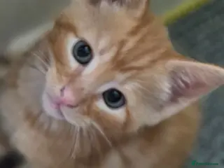 Mixed Breed cats Kittens - Advert 2