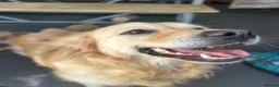 Mixed Breed dogs for sale:  ☘️ Golden Irish puppies available  ☘️ - Advert 8