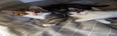 Mixed Breed Kitten 4