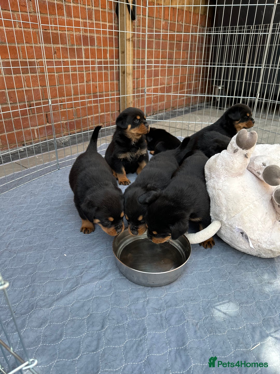Rottweiler dogs for sale: Exceptional KC Registered Ch bloodline Rottie pups - Advert 7