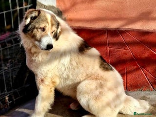 Mixed Breed dogs GIGI - Advert 1