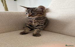 Maine Coon cats for sale: Tabby Kittens  - Image 11