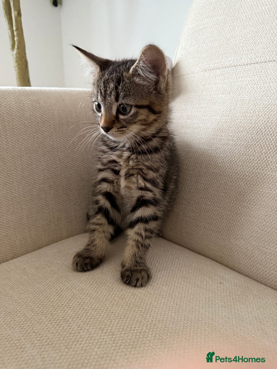 Maine Coon cats for sale: Tabby Kittens  - Image 11