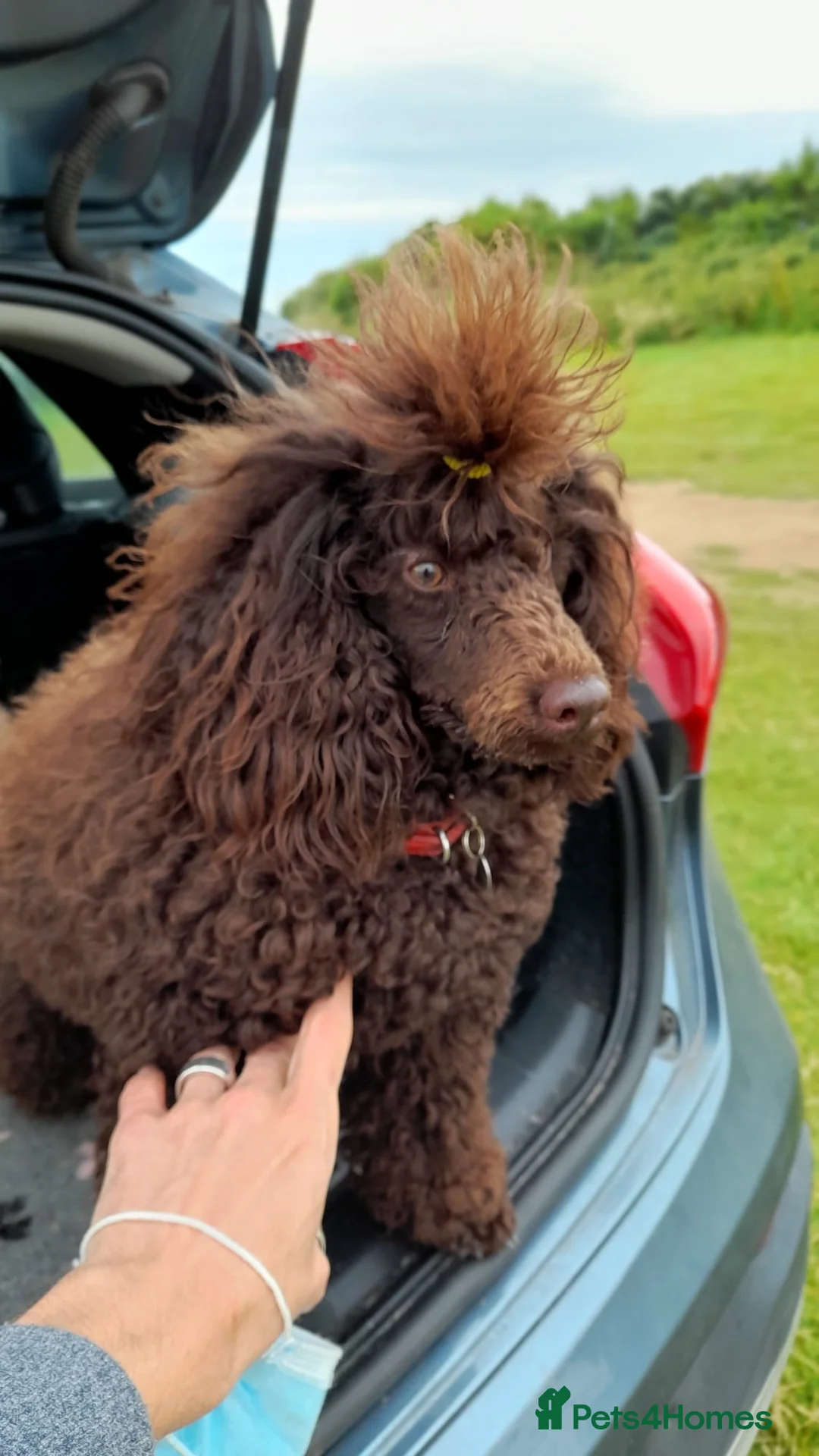 Miniature Poodle dogs for stud: Imported Brown Miniature Poodle & Cavalier Studs in Sutton Coldfield - Advert 11