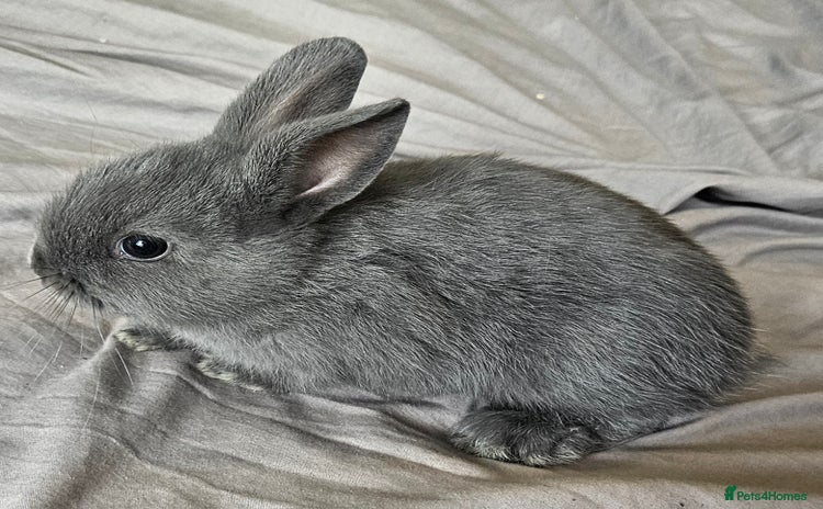 Mini Lop rabbits - Advert 9
