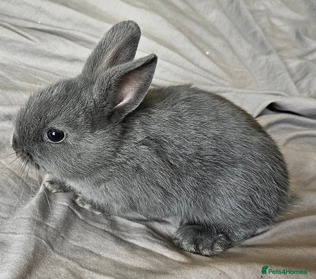 Mini Lop rabbits for sale: Mini lop and dwarf  - Image 1