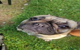 French Bulldog dogs for sale: 4 BEAUTIFUL french bulldog puppies from KC parents - Image 8
