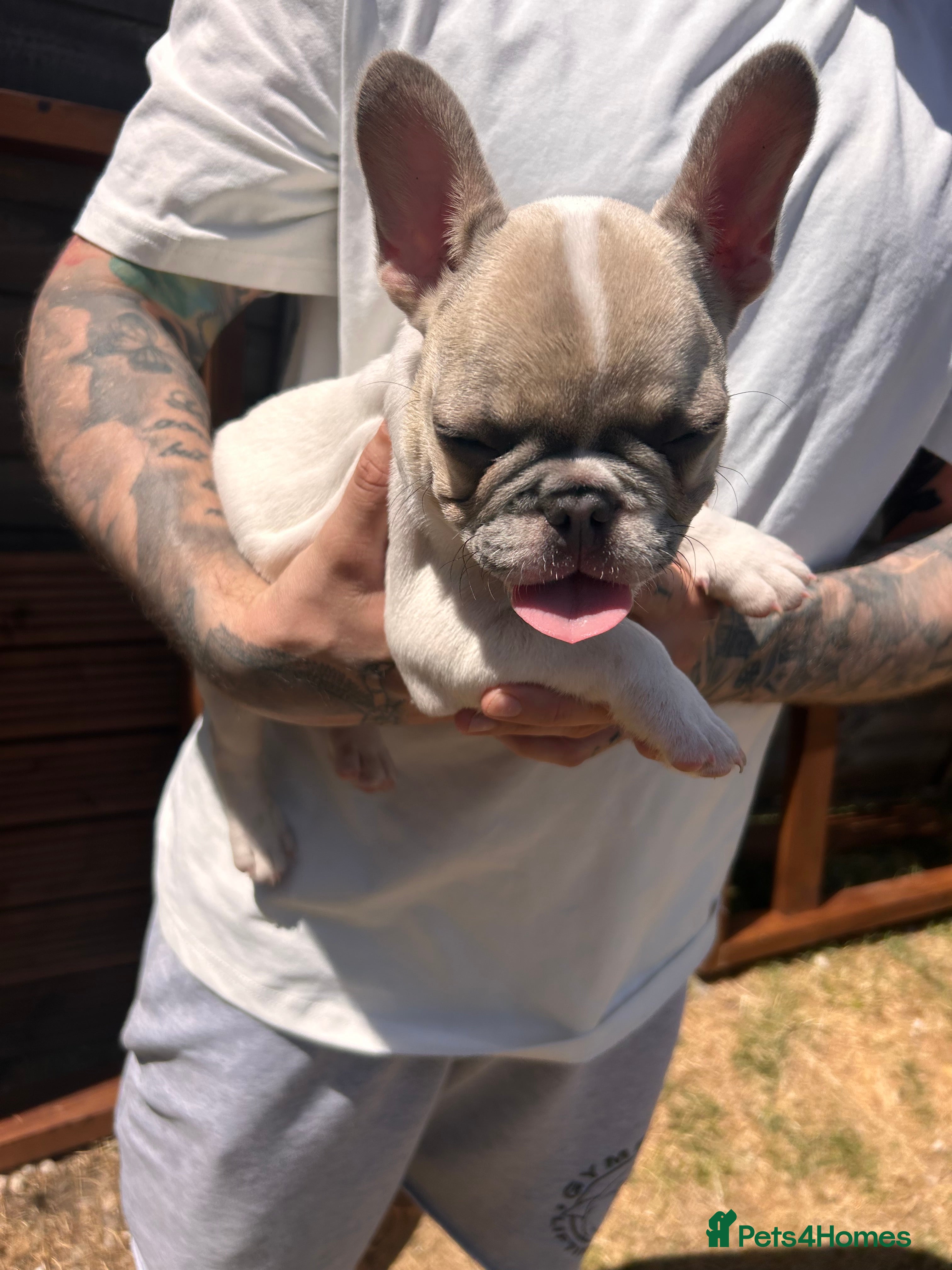 French Bulldog dogs for sale: DWKC French bulldog puppies  - Advert 20