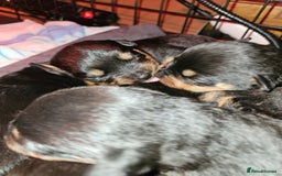 Rottweiler dogs for sale: Rottweiler puppies  - Image 10