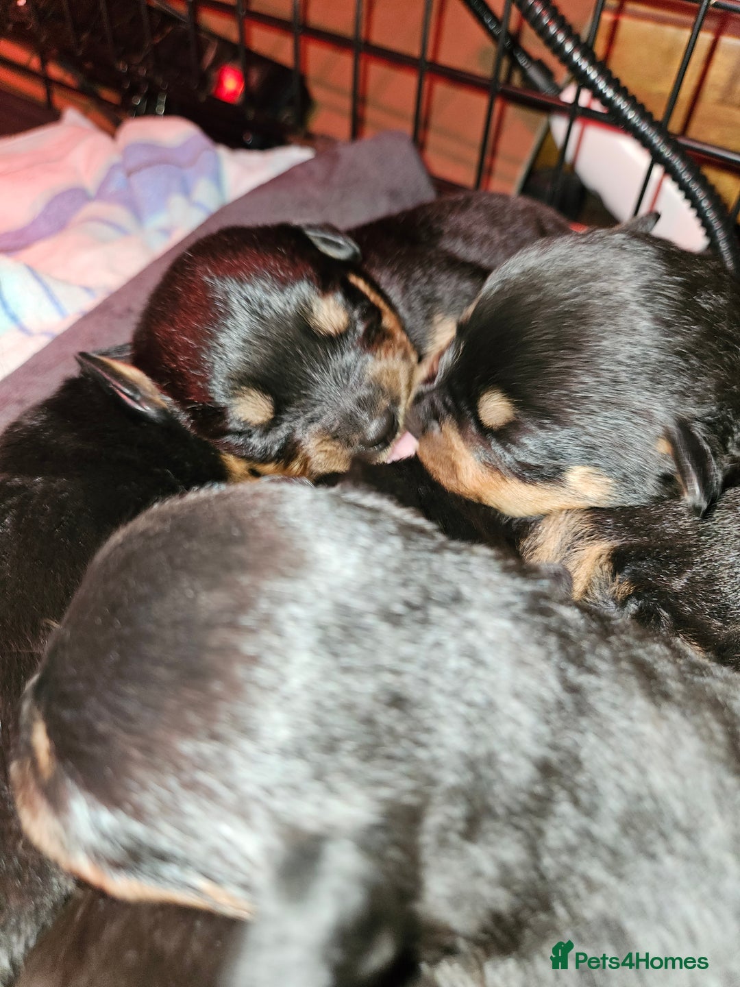 Rottweiler dogs for sale: Rottweiler puppies  - Image 10
