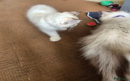 Turkish Angora cats for sale: Turkish angora  - Image 13