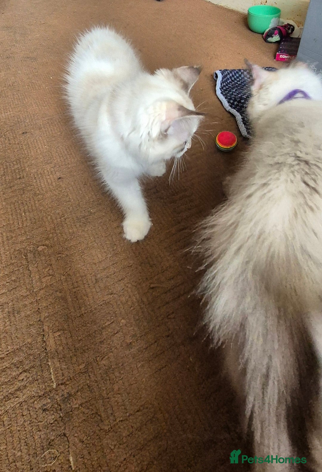 Turkish Angora cats for sale: Turkish angora  - Image 13