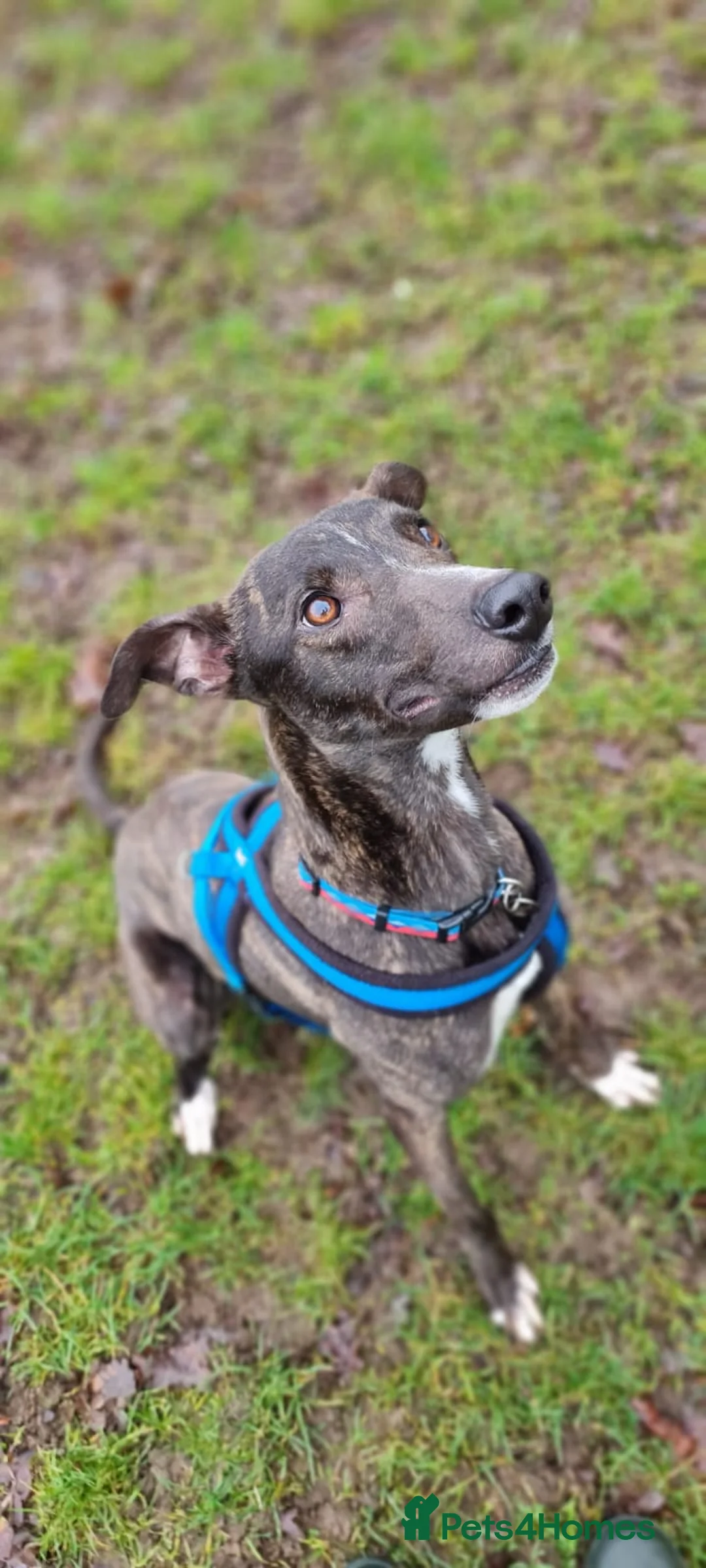 Lurcher dogs for adoption: Splash - Advert 2