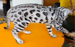 Bengal cats for sale: Exceptional Silver Rosetted Boy Available  - Advert 17