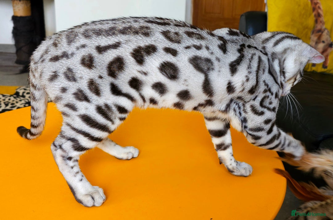 Bengal cats for sale: Exceptional Silver Rosetted Boy Available  - Advert 17