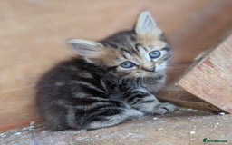 Maine Coon cats for sale: Silver tabby fluffy Maine coon - Image 3