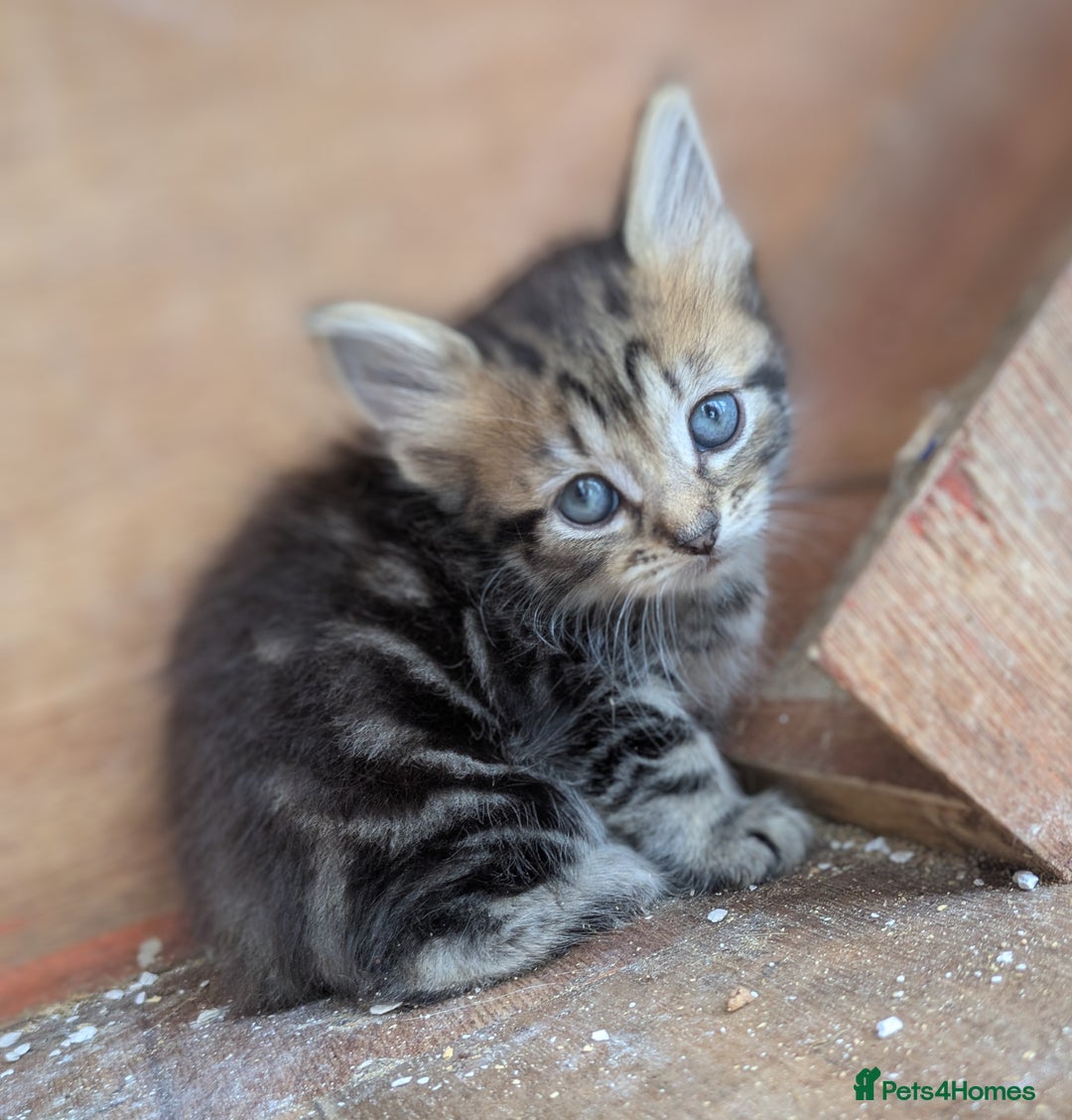 Maine Coon cats for sale: Silver tabby fluffy Maine coon - Image 3