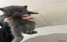 Mixed Breed cats for sale: 6 beautiful kittens - Image 1