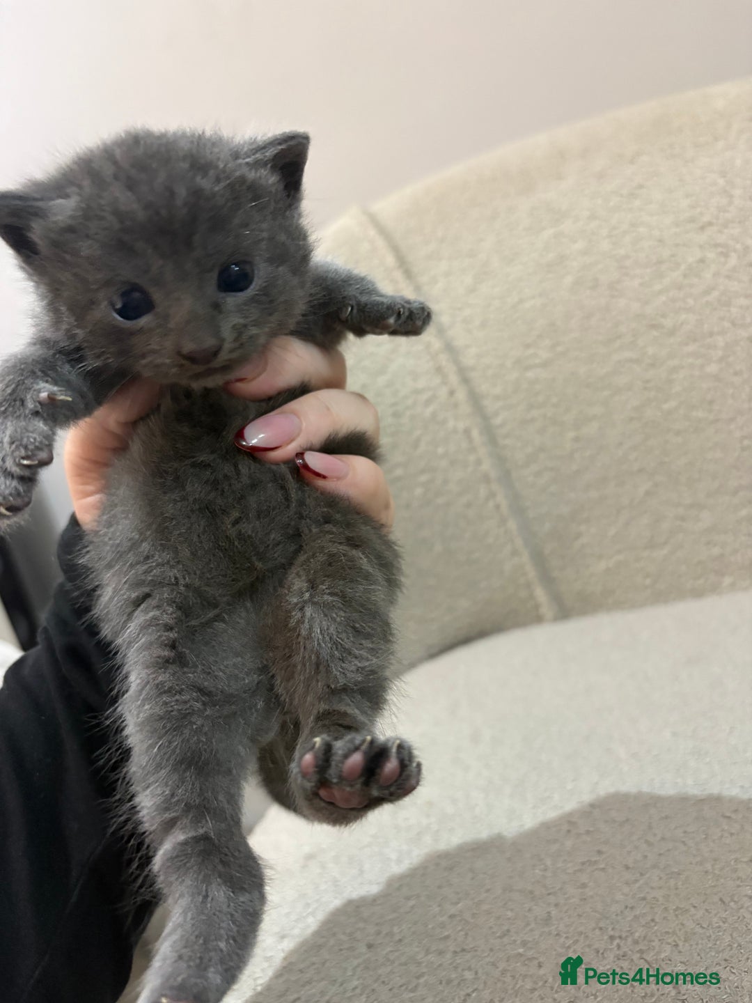 Mixed Breed cats for sale: 6 beautiful kittens - Image 1