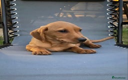 Labrador Retriever dogs for sale: BEAUTIFUL LABRADOR PUPPYS READY NOW - Image 5