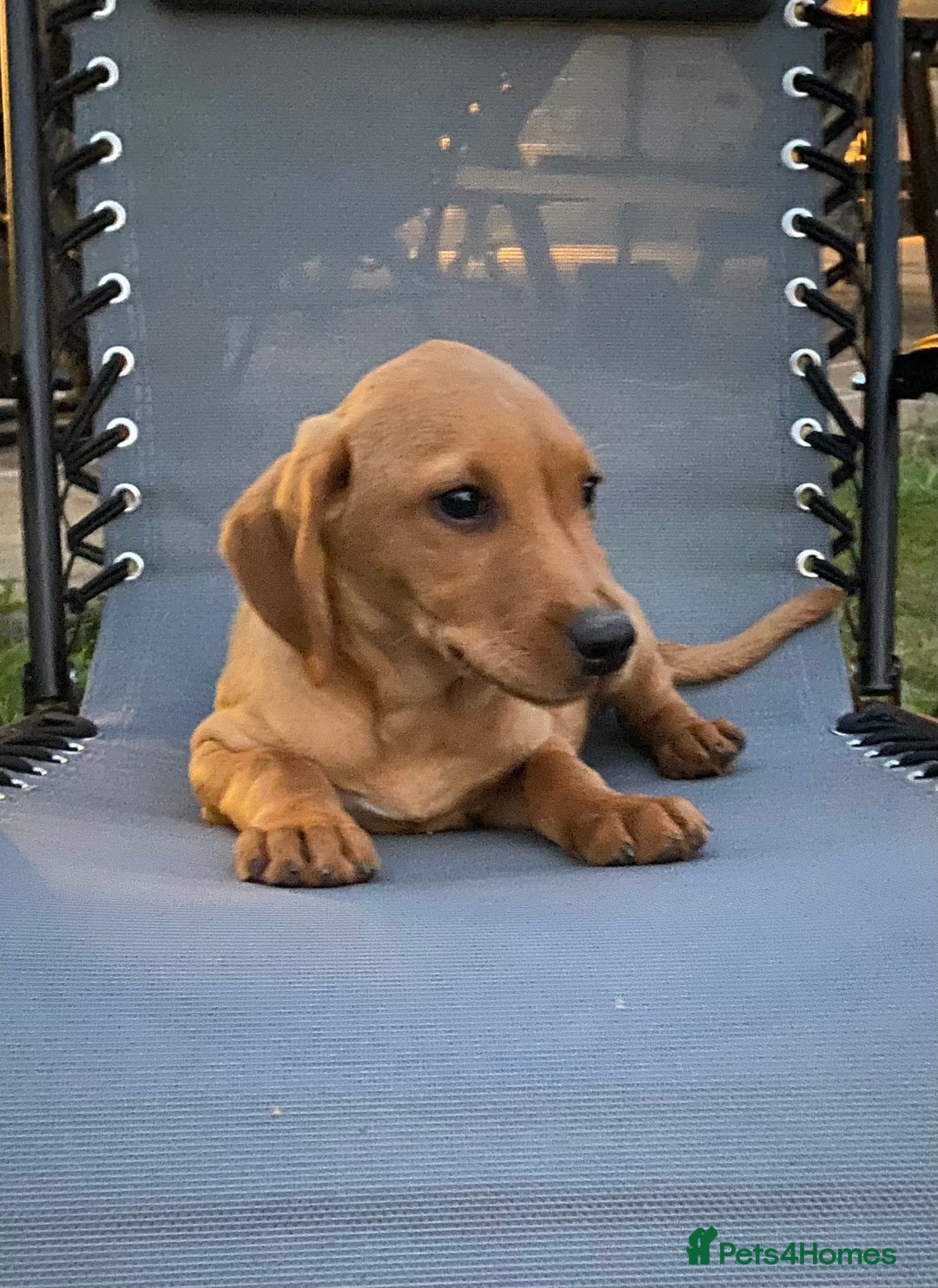 Labrador Retriever dogs for sale: BEAUTIFUL LABRADOR PUPPYS READY NOW - Image 5