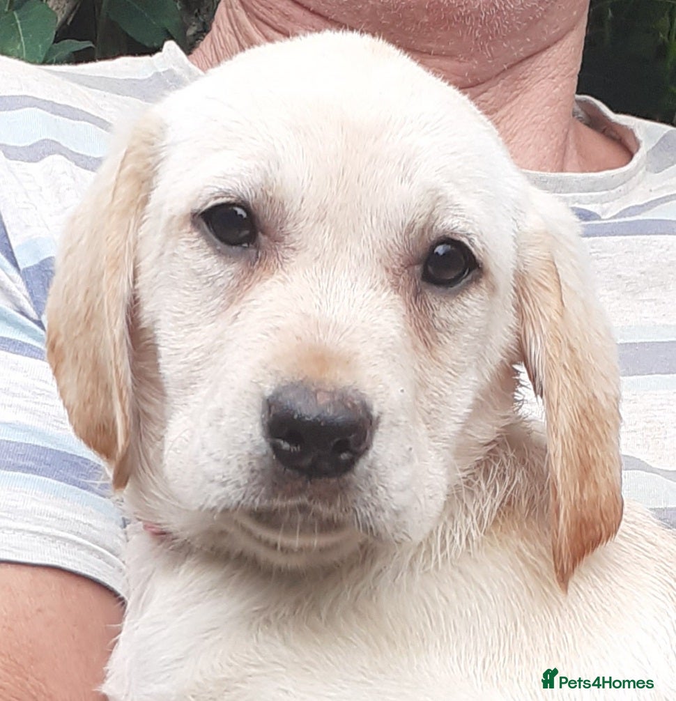 Labrador Retriever dogs Gorgeous yellow labrador puppies - Advert 1