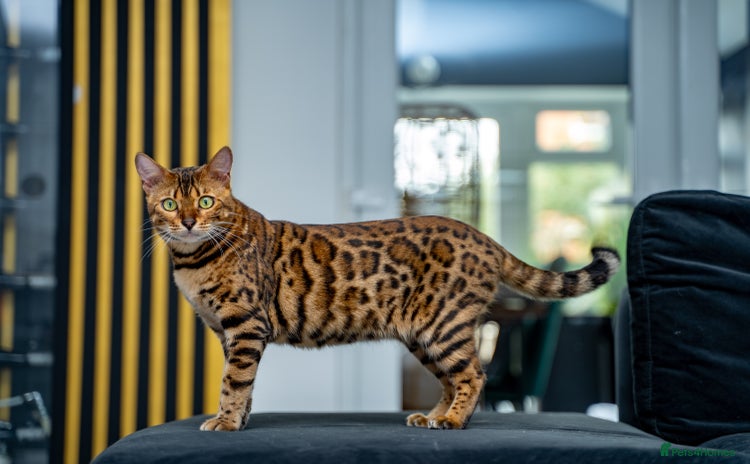 Bengal cats - Advert 3