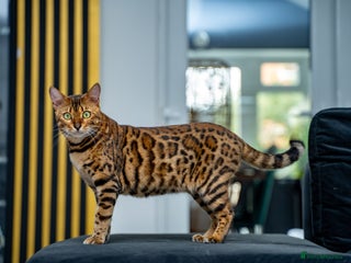 Bengal cats - Advert 1