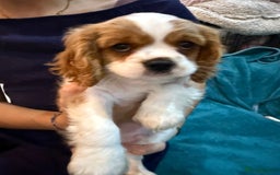 Cavalier King Charles Spaniel dogs for sale: KC reg Cavalier King Charles Spaniels  - Image 10
