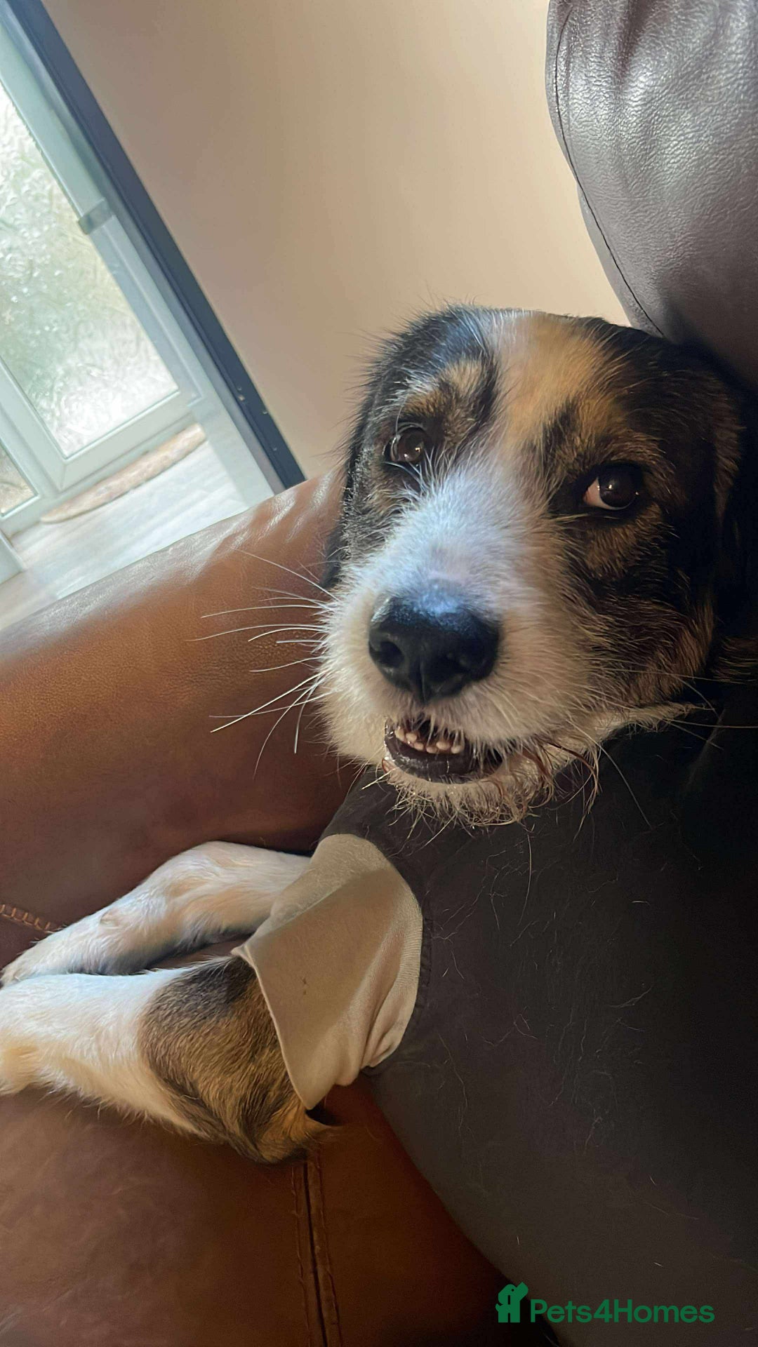 Mixed Breed dogs for adoption: Ringo is looking for a new home - Image 7