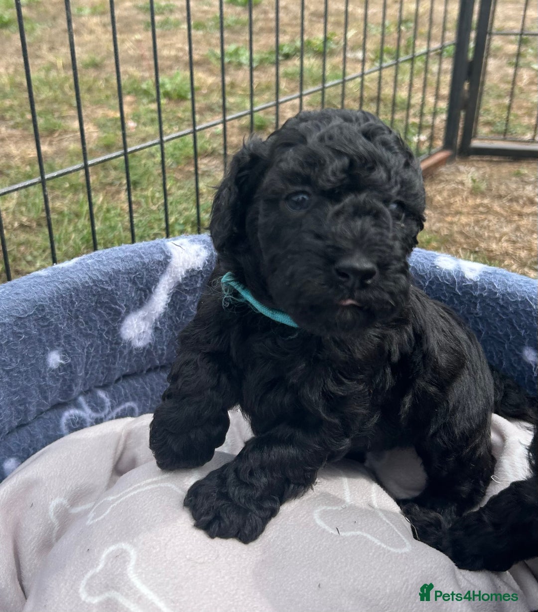 Miniature Poodle dogs for sale: Miniature Poodle Puppies  - Image 32