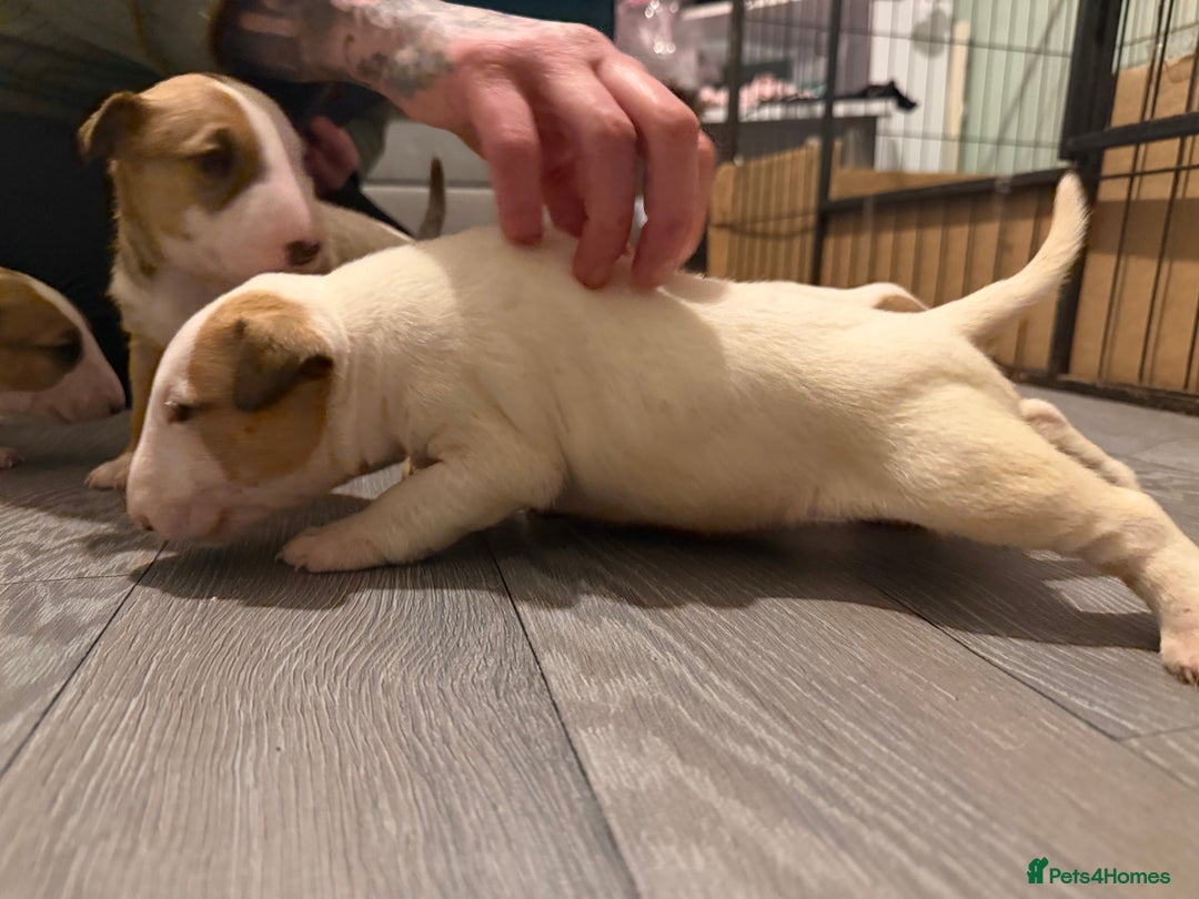 English Bull Terrier dogs for sale: English bull terriers 5 girls  - Advert 14