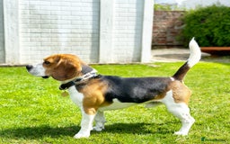 Beagle dogs for stud: Archie - Quality Proven KC Stud Dog in Plymouth - Image 3