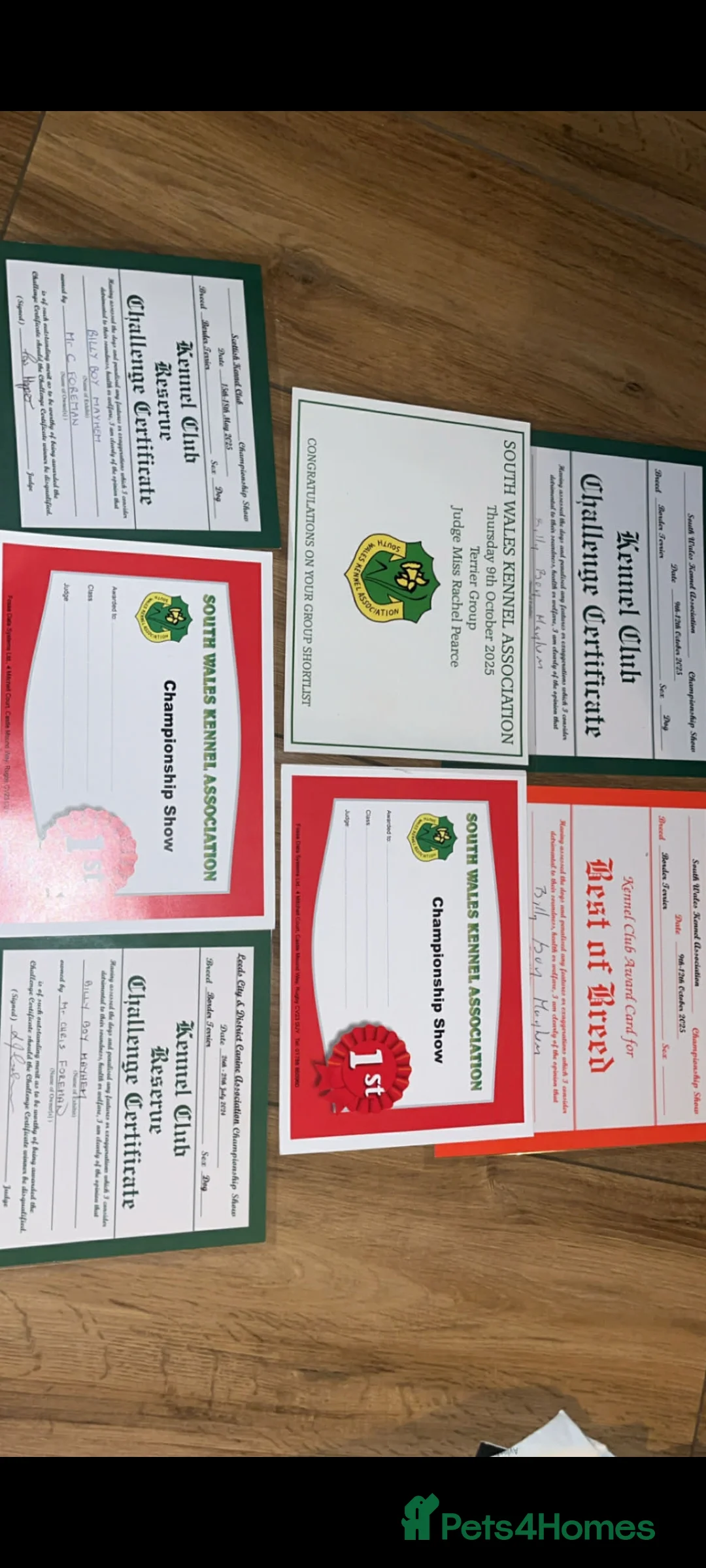 Border Terrier dogs for stud: Kc border stud - Advert 6