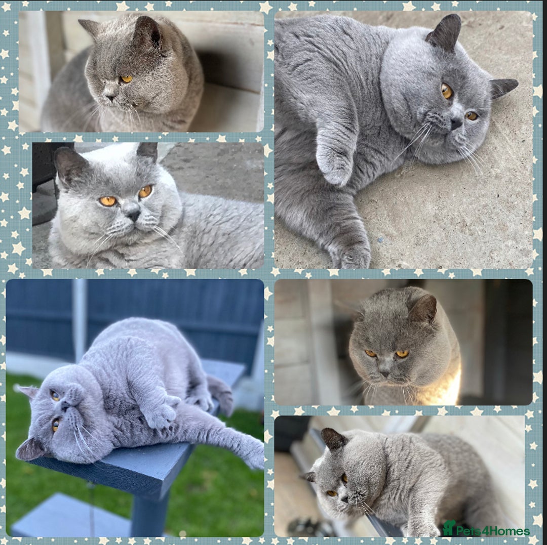 British Shorthair cats for stud: BIG BLUE BEAUTIFUL STUD GCCF AND TICA REGISTERED  in Derby - Image 2
