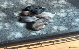 Chihuahua dogs for sale: Beautiful chihuahua puppies  - Image 1