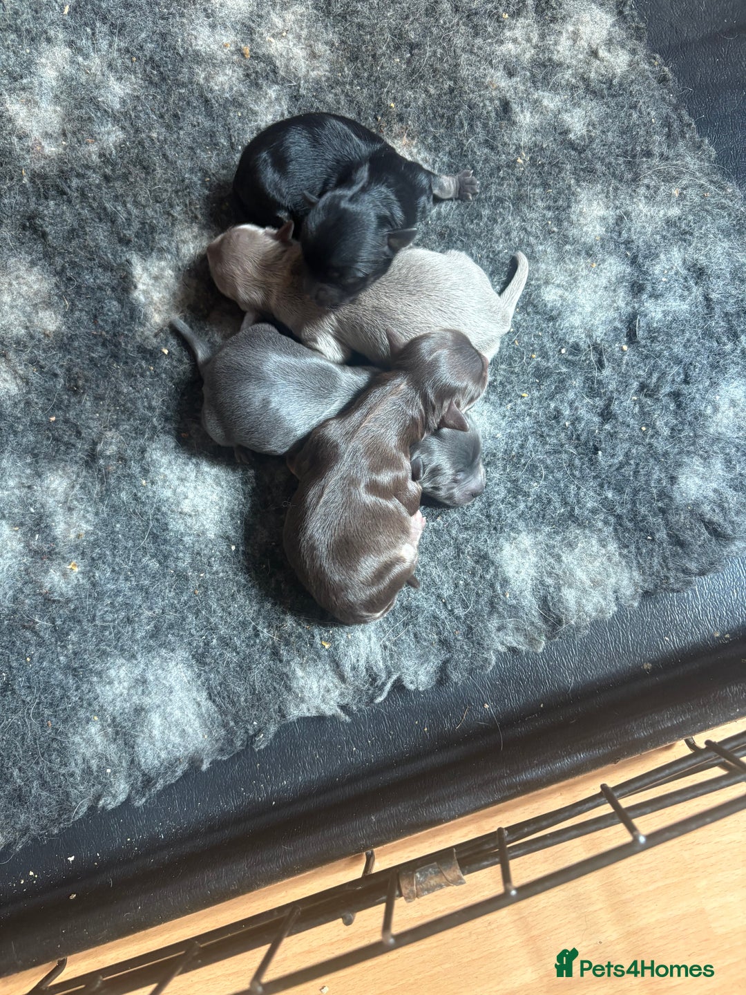 Chihuahua dogs for sale: Beautiful chihuahua puppies  - Image 1