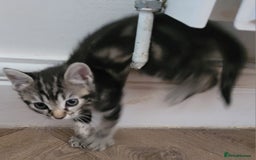 Bengal cats for sale: Bengal x ragdoll kittens - Image 6