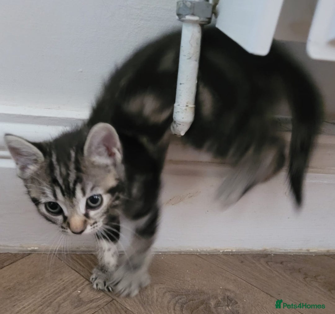 Bengal cats for sale: Bengal x ragdoll kittens - Image 6