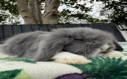 Mini Lion Lop rabbits for sale: EUROPEAN TEDDYWIDDER BABIES  - Image 4