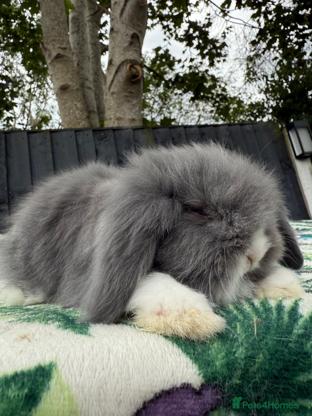 Mini Lion Lop rabbits for sale: EUROPEAN TEDDYWIDDER BABIES  - Image 4