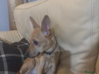 Mixed Breed dogs Lara female pup - Advert 11