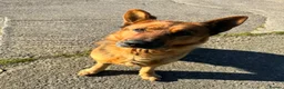 German Shepherd dogs for sale:  German Shepherd Male in search of 5* rural home - Advert 3